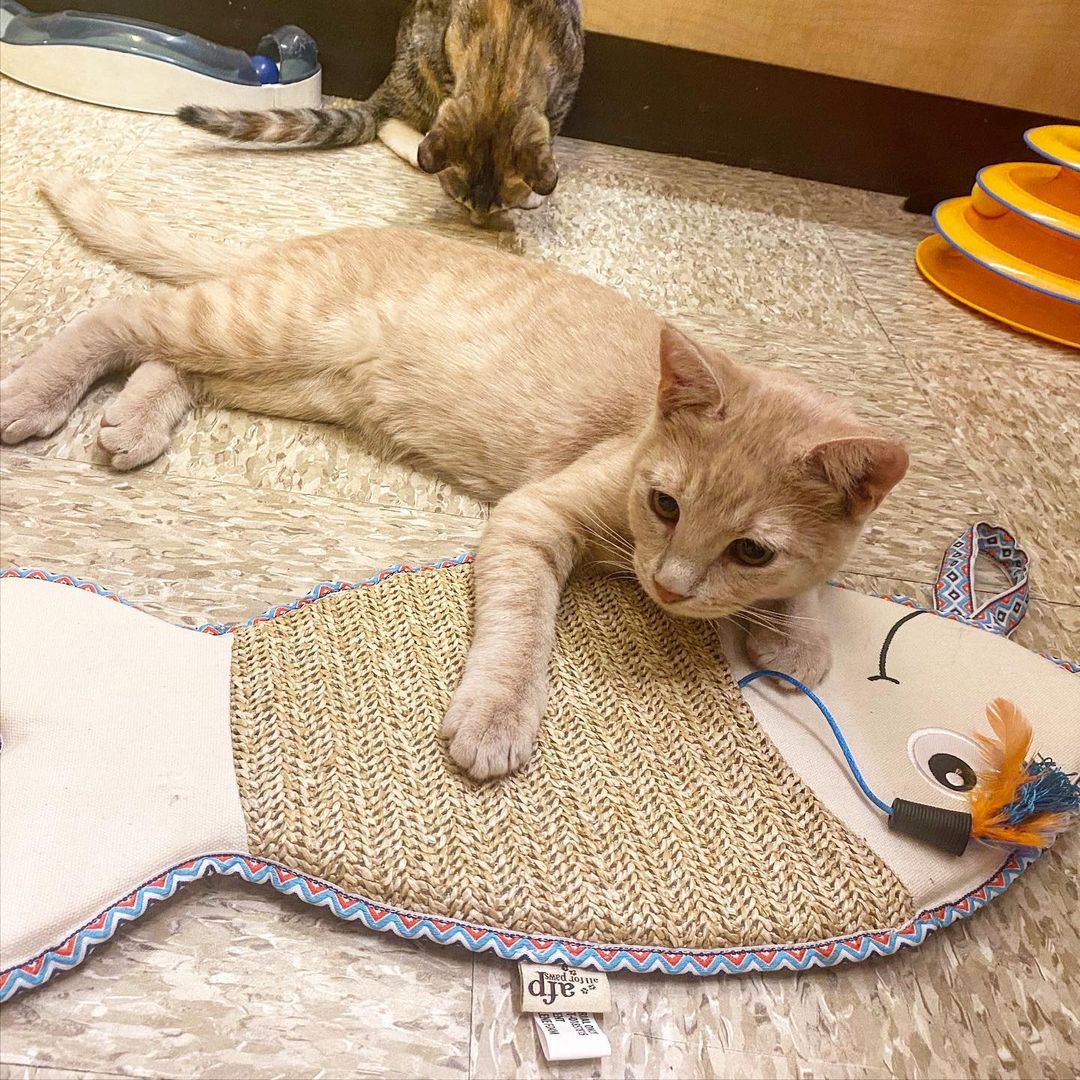 Here’s Burt (5 months) playing with his new toy😻 Come see him at Petsmart in Coconut Point!