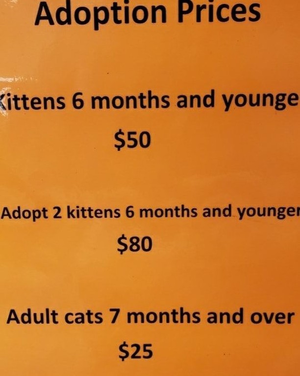 🚨ADOPTION SPECIAL!! 🚨 Looking for something fun to do on this beautiful <a target='_blank' href='https://www.instagram.com/explore/tags/Caterday/'>#Caterday</a>?! 😀 Why not visit the kitties at our Petsmart Adoption Center in Millville to meet the terrific felines looking for homes? We've got Xeno, Mario, Anne & Rocket just to name a few. We're doing meets today until 6pm and again tomorrow 12pm-2pm. And we've got adoption specials!! <a target='_blank' href='https://www.instagram.com/explore/tags/adoptable/'>#adoptable</a> <a target='_blank' href='https://www.instagram.com/explore/tags/pickme/'>#pickme</a> <a target='_blank' href='https://www.instagram.com/explore/tags/reducedfees/'>#reducedfees</a>