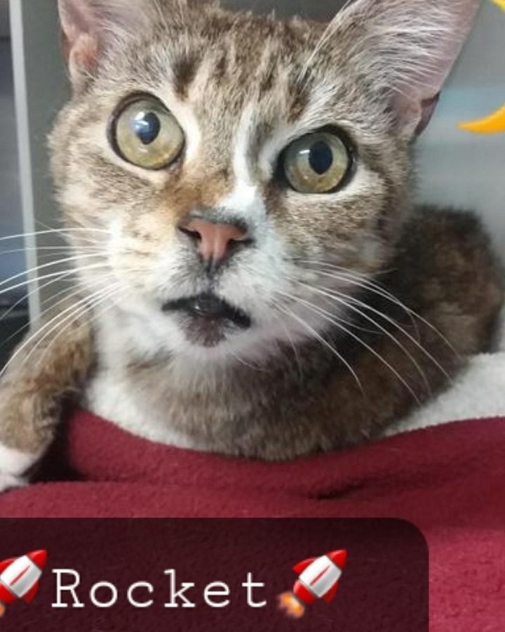 🚨ADOPTION SPECIAL!! 🚨 Looking for something fun to do on this beautiful <a target='_blank' href='https://www.instagram.com/explore/tags/Caterday/'>#Caterday</a>?! 😀 Why not visit the kitties at our Petsmart Adoption Center in Millville to meet the terrific felines looking for homes? We've got Xeno, Mario, Anne & Rocket just to name a few. We're doing meets today until 6pm and again tomorrow 12pm-2pm. And we've got adoption specials!! <a target='_blank' href='https://www.instagram.com/explore/tags/adoptable/'>#adoptable</a> <a target='_blank' href='https://www.instagram.com/explore/tags/pickme/'>#pickme</a> <a target='_blank' href='https://www.instagram.com/explore/tags/reducedfees/'>#reducedfees</a>