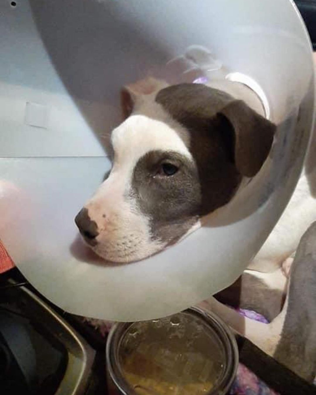 Our pup Luke is out of surgery, in total it cost 1,300. We would love to see you at bingo night this Thursday to help this baby!! Or donate on PayPal:)