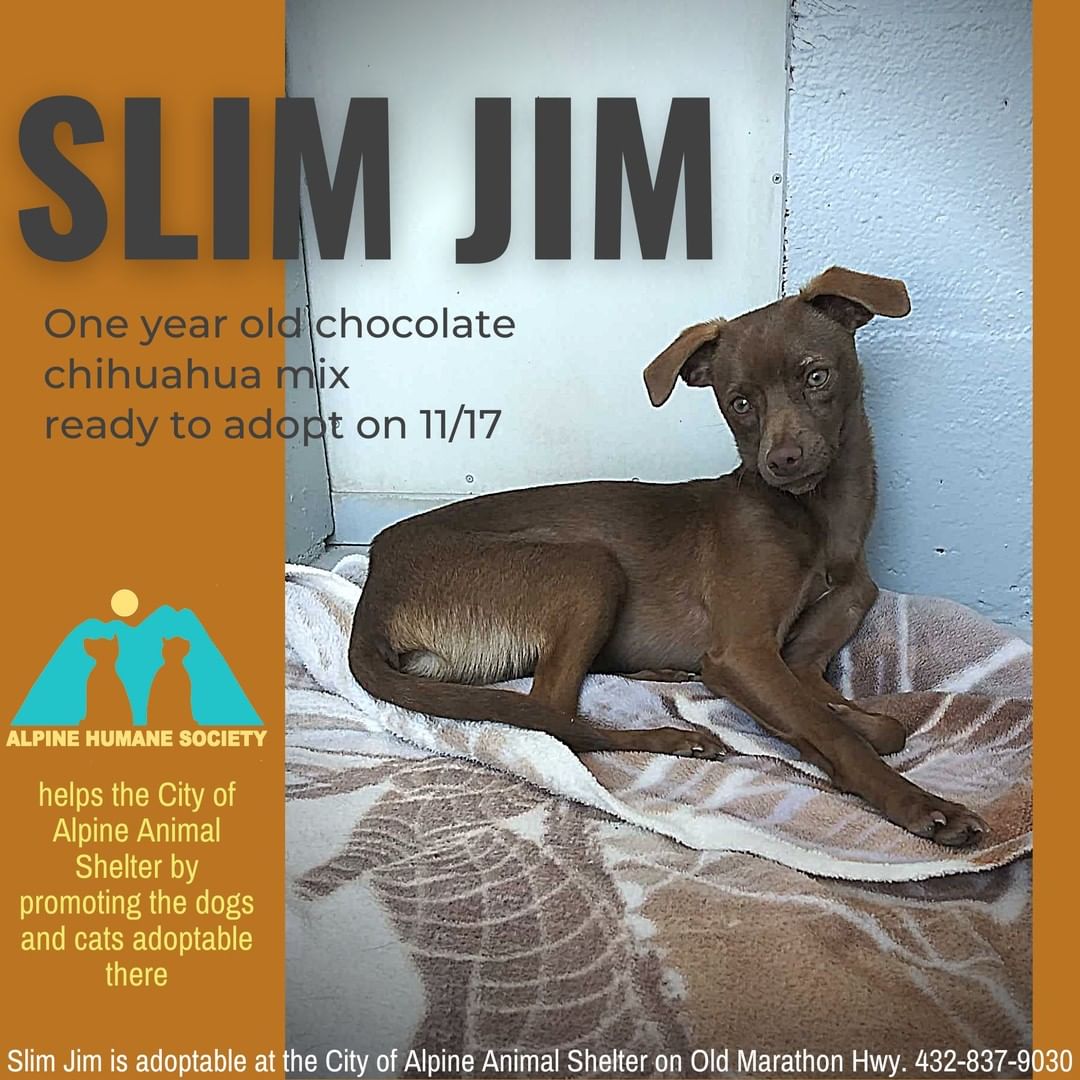 One-year -old SLIM JIM was picked up in Alpine as a stray, and he's taking some time to warm up to the friendly helpers and employees at the Alpine Shelter.  He'll need a calm and steady adopter to show him that life is great and people are good, but when that happens, he'll become a great sidekick!  He's getting neutered on 11/16 and will be adoptable after then.  Applications are being taken now, so you can call the City shelter to meet him between now and then.  432-837-9030.