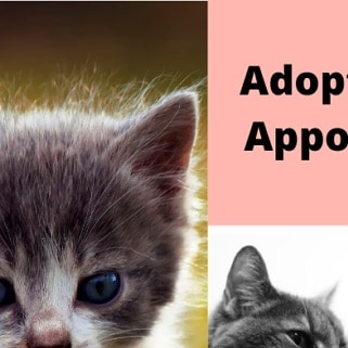 Adopt today! 😻 4 of 4