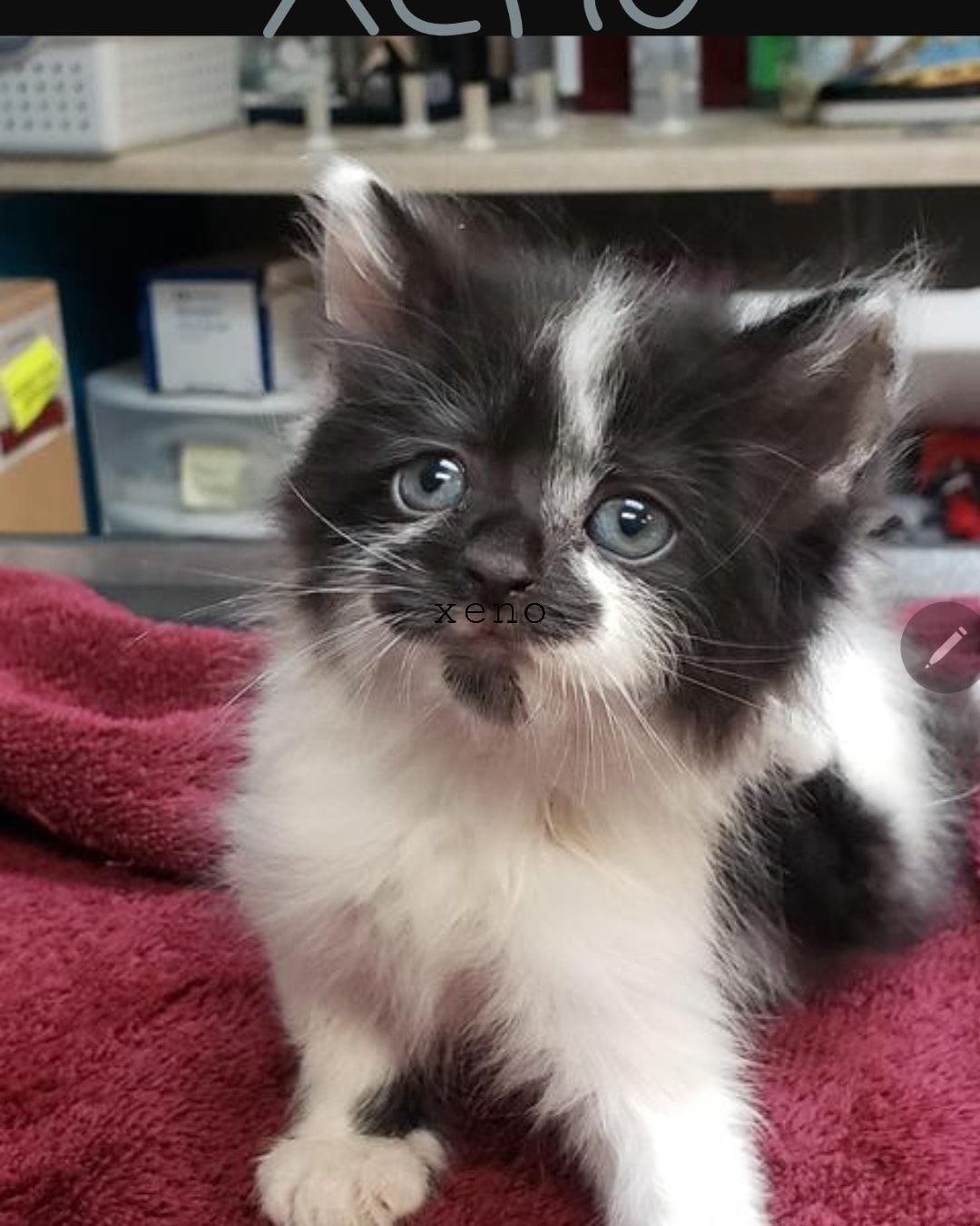 🚨ADOPTION SPECIAL!! 🚨 Looking for something fun to do on this beautiful <a target='_blank' href='https://www.instagram.com/explore/tags/Caterday/'>#Caterday</a>?! 😀 Why not visit the kitties at our Petsmart Adoption Center in Millville to meet the terrific felines looking for homes? We've got Xeno, Mario, Anne & Rocket just to name a few. We're doing meets today until 6pm and again tomorrow 12pm-2pm. And we've got adoption specials!! <a target='_blank' href='https://www.instagram.com/explore/tags/adoptable/'>#adoptable</a> <a target='_blank' href='https://www.instagram.com/explore/tags/pickme/'>#pickme</a> <a target='_blank' href='https://www.instagram.com/explore/tags/reducedfees/'>#reducedfees</a>