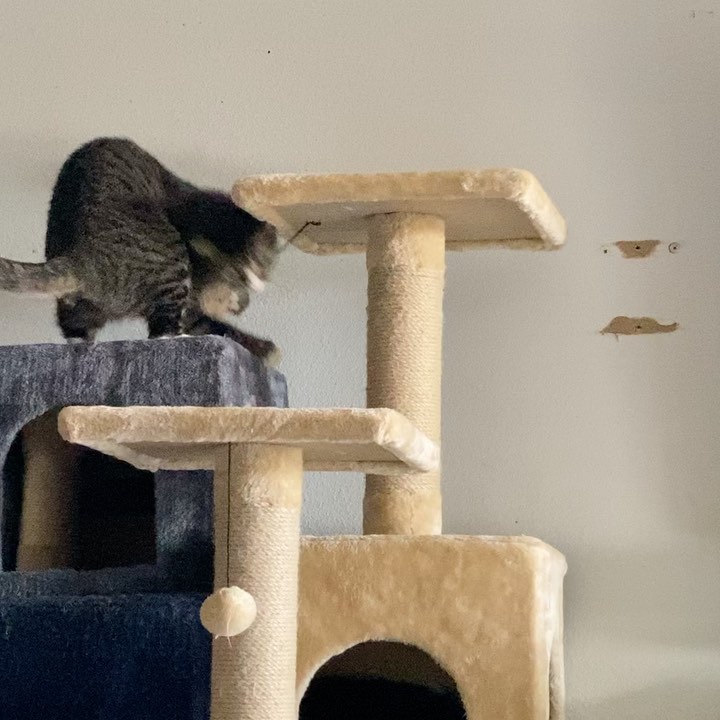 Happy kitty! QT having a hay day with the dangly toys on the cat tree. She’s claimed that as her spot, lol! <a target='_blank' href='https://www.instagram.com/explore/tags/rescuecat/'>#rescuecat</a> <a target='_blank' href='https://www.instagram.com/explore/tags/catplaytime/'>#catplaytime</a>  <a target='_blank' href='https://www.instagram.com/explore/tags/adoptdontshop/'>#adoptdontshop</a>🐾  <a target='_blank' href='https://www.instagram.com/explore/tags/adoptacat/'>#adoptacat</a>