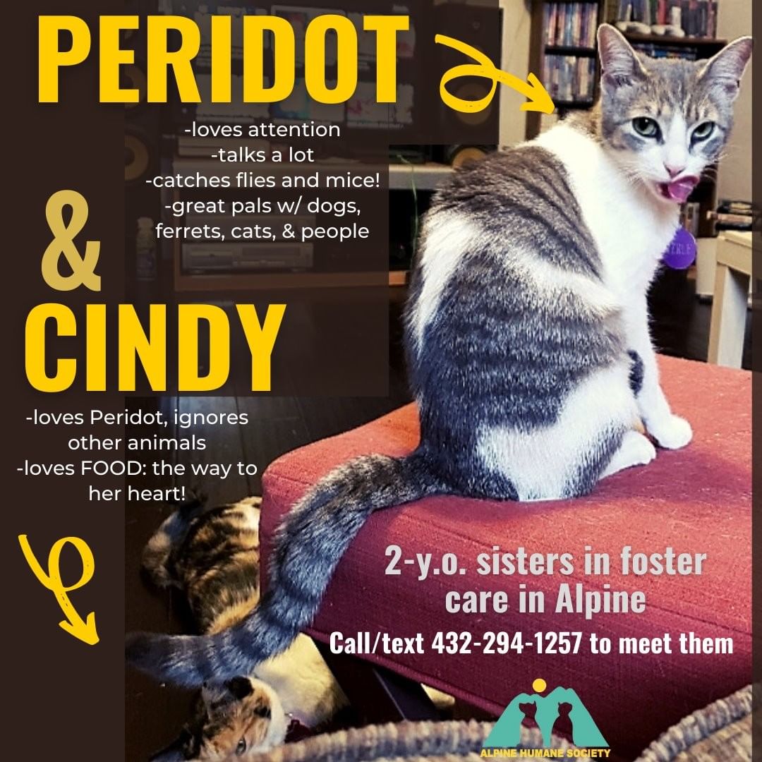 Two year old female best-buds CINDY and PERI are hanging out in foster care in Alpine, awaiting that forever adopter to find them and bring them home.  Peri (short for Peridot) is agile, playful, and talkative, and her sis Cindy is also talkative but seems to be able to take you or leave you, though she ADORES Peri.  HOWEVER, the foster reports that progress is being made in befriending Cindy with FOOD... tiny wholesome snacks that are making her start to think that these people aren't so bad.  Alpine Humane Society's friend and partner Jethro Homeward Bound Pets is the one to contact if you'd like to meet Peri and Cindy.  mmwesttx@yahoo.com or 432-294-1257 (call or text.)