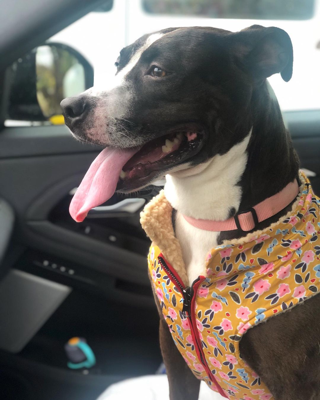 Ladii is feeling festive and ready for cooler temps in her new cozy vest 🍂 This 4yr old sweet girl is still searching for her forever home... since July!  Ladii came to @acctphilly from a cruelty situation. She’s learning to trust humans and enjoying fun adventures exploring the world beyond the small backyard cage she lived in for four years.  She loves adventure, snuggles, giving kisses, and bacon. Ladii is possibly the most affectionate pup!  She also fits perfectly in your lap, which is her favorite place to be. Because she is still learning to trust and that the world is not so scary, she will need an adopter who is kind, loving, and patient. Someone who will help her continue to build confidence and remind her everyday she is a strong, brave girl 💗 Ladii is a special pup so deserving of her furever home. 

Interested in learning more about Ladii?  Email lovephillydogs@gmail.com