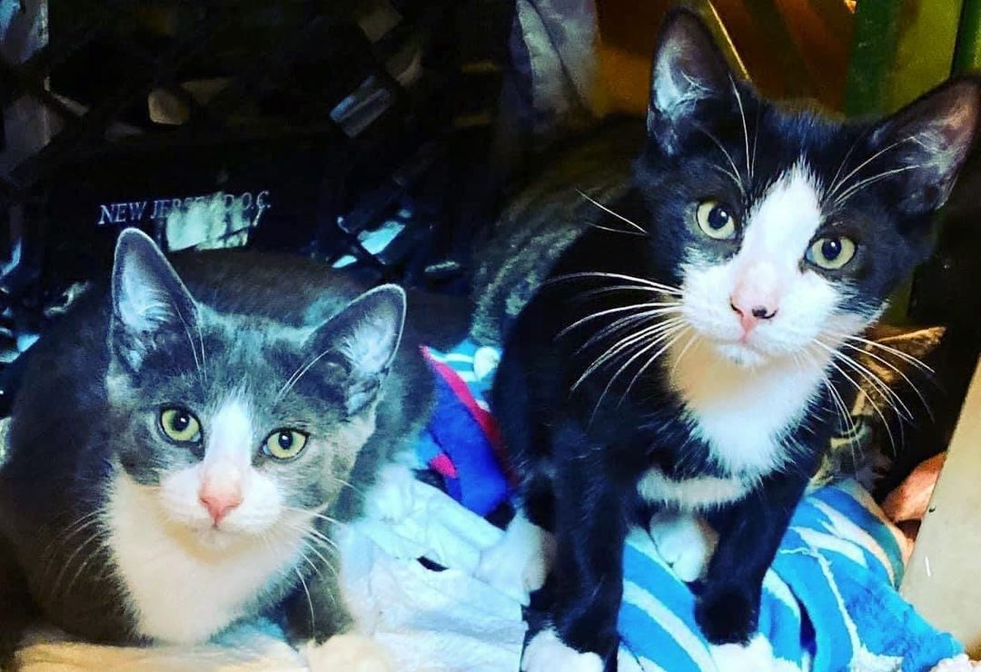 Please share 
Staten Island NY 

Our adorable and comical 6 month old boys are still looking for a foster or forever home. 

They were strays rescued at 3 months old. They deserve a home of their own. It’s not fair to them to grow up in rescue. 

Lincoln and Leroy are fully vetted, neutered, and healthy. 

If anyone is interested please fill out an application on our website. We really need to get them into a home. 

<a target='_blank' href='https://www.instagram.com/explore/tags/AnarchyAnimalRescueAndRehabilitation/'>#AnarchyAnimalRescueAndRehabilitation</a> 
<a target='_blank' href='https://www.instagram.com/explore/tags/LincolnAndLeroy/'>#LincolnAndLeroy</a>