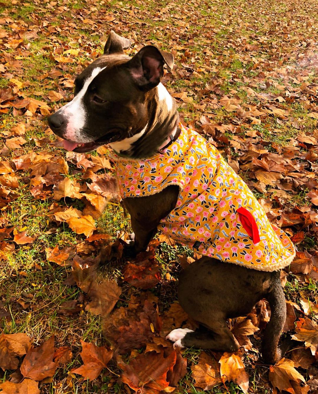 Ladii is feeling festive and ready for cooler temps in her new cozy vest 🍂 This 4yr old sweet girl is still searching for her forever home... since July!  Ladii came to @acctphilly from a cruelty situation. She’s learning to trust humans and enjoying fun adventures exploring the world beyond the small backyard cage she lived in for four years.  She loves adventure, snuggles, giving kisses, and bacon. Ladii is possibly the most affectionate pup!  She also fits perfectly in your lap, which is her favorite place to be. Because she is still learning to trust and that the world is not so scary, she will need an adopter who is kind, loving, and patient. Someone who will help her continue to build confidence and remind her everyday she is a strong, brave girl 💗 Ladii is a special pup so deserving of her furever home. 

Interested in learning more about Ladii?  Email lovephillydogs@gmail.com