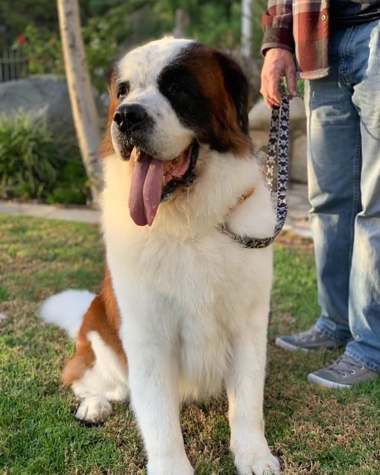 Soon to be adoptable, Sampson, estimated to be about 4-years old, still needs to be neutered and vetted. Sampson is a big love bug. He just wants affection and to be a house dog. He lived with another large dog and his Orange County (CA) foster has a small dog. Sampson is good with older kids, however I have no info on young children or cats. If interested, please fill out an adoption application at www.adoptasaint.org