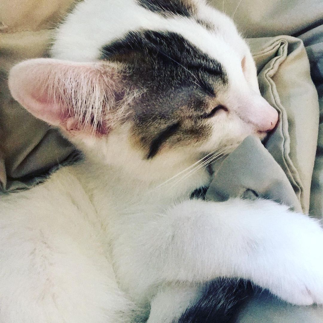 It’s the perfect kind of day to spend on the couch with a kitten who loves to snuggle like Ceres. ❤️ <a target='_blank' href='https://www.instagram.com/explore/tags/adoptme/'>#adoptme</a> <a target='_blank' href='https://www.instagram.com/explore/tags/kittenlove/'>#kittenlove</a> <a target='_blank' href='https://www.instagram.com/explore/tags/cuddlekitty/'>#cuddlekitty</a> <a target='_blank' href='https://www.instagram.com/explore/tags/applynow/'>#applynow</a>