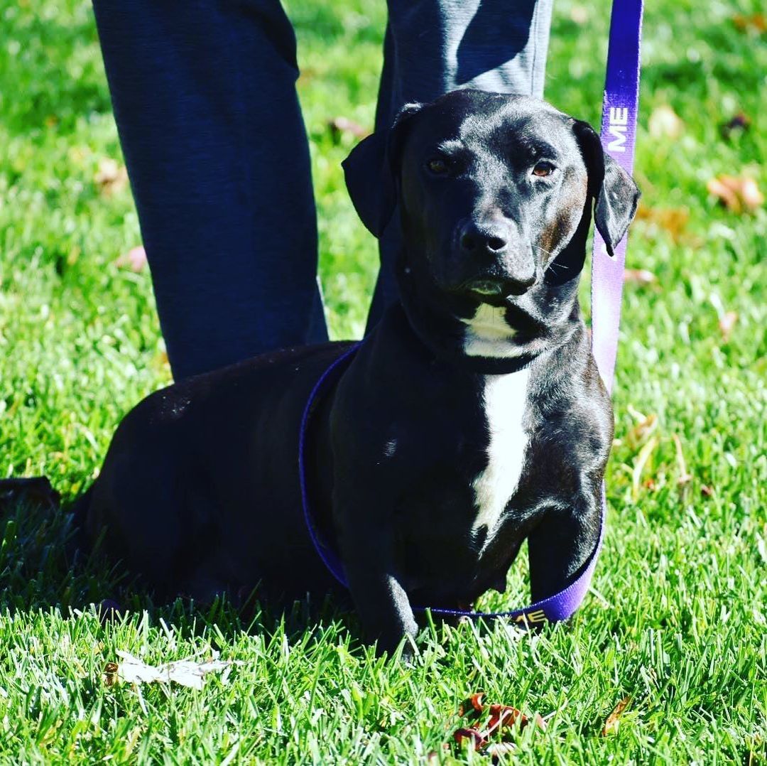 PLEASE SHARE TO HELP US FIND A FOSTER...Bailey is here from Texas, a dachsund pit lab mix we think (yes you read that right). About 30 pounds, maybe a year old, has just weaned her puppies and needs a foster (or a foster who may want to adopt) to see her thru heartworm treatment (rescue picks up the vet costs). Bailey is not too fond of other dogs so she is looking for a home with no other dogs. She is a sweet cuddler, a bit shy initially and was very well behaved and loving in her foster home with their kids. Completely housebroken, crate trained. Ellicott City, Md. 
Apply at almosthomedogs.org