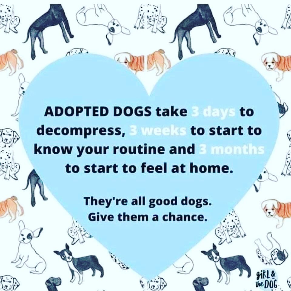 🐾❤️