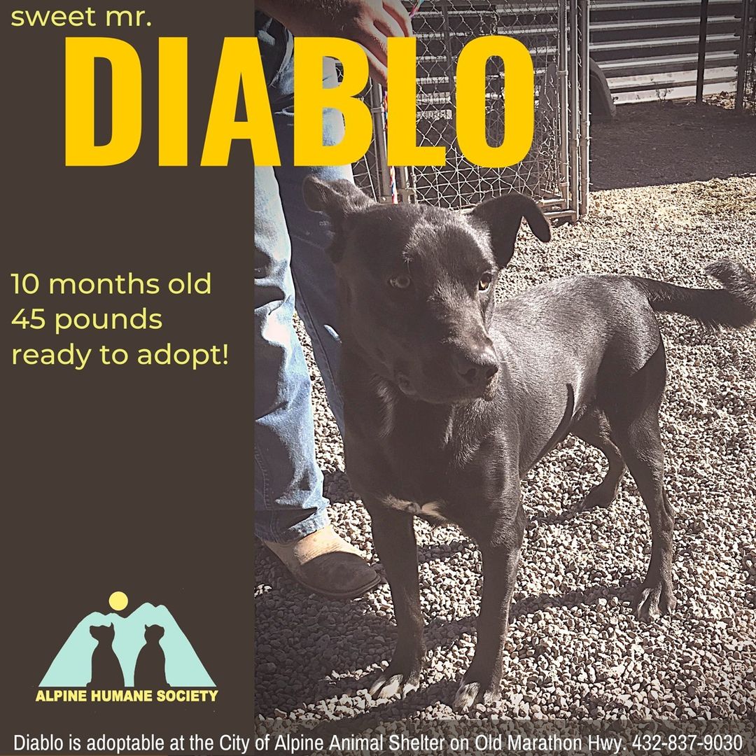 Ten-month-old Diablo came to the Alpine shelter recently with a load of puppies younger than him, and we don't want him to feel left out!  This fun guy is neutered and ready to find that doting, loving, forever family.  You can make an appointment to meet him by calling 432-837-9030. (The City of Alpine Animal Shelter is observing Covid protocols by being open to the public by appointment, and requiring that masks be worn in the shelter.  There are lots of dogs and cats ready to be adopted, so please don't be discouraged by the closed door!) Diablo and several of his pals are hopefully waiting for that one-and-only, home-run family to find them.