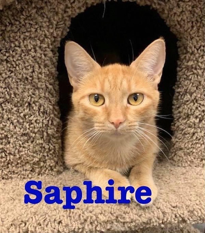 FUPI Cat of the Day 

Petsmart Forte Apache/ Tropicana 

My name is Sapphire. I am a one year old Female DSH orange tabby. Yes orange females are rare but here I am just waiting for someone to give me a home. I am okay with cats, dogs unknown. Sapphire loves to get petted but she’s still very shy and uncertain. Very loving and inquisitive, she’s really a stunning rare red, as sweet as she is pretty. She would probably do best in a quiet household. Once she comes out of her shell she’ll be a sweet cat. I am looking for my forever family. Could that be you? 

She comes spayed/chipped/vaccinated/dewormed and snap tested. Her adopt fee is $80.00