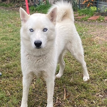 Welcome to rescue Blizzard! <a target='_blank' href='https://www.instagram.com/explore/tags/huskiesofIG/'>#huskiesofIG</a> <a target='_blank' href='https://www.instagram.com/explore/tags/rescuedog/'>#rescuedog</a> <a target='_blank' href='https://www.instagram.com/explore/tags/rescueme/'>#rescueme</a>