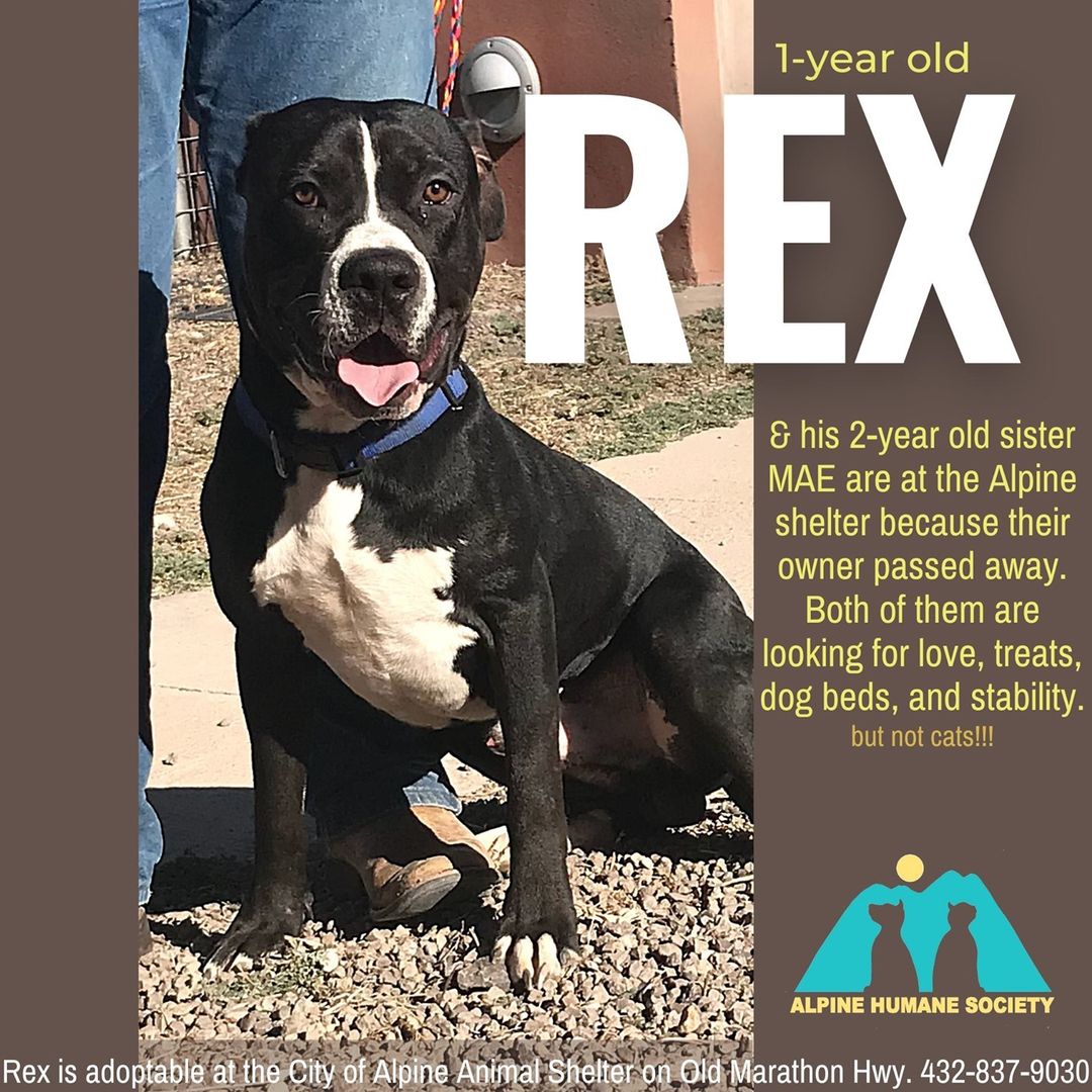 One-year-old REX came into the shelter with his 2-year-old sister-from-another-mother MAENITA when their owner recently passed away.  They are happy to hang out together but do not need to be adopted together.  Each will be ready for a forever adoption on 12/8, but they can be met and played with and walked around the Alpine Animal Shelter on Old Marathon Highway now, by calling 432-837-9030 to make an appointment.