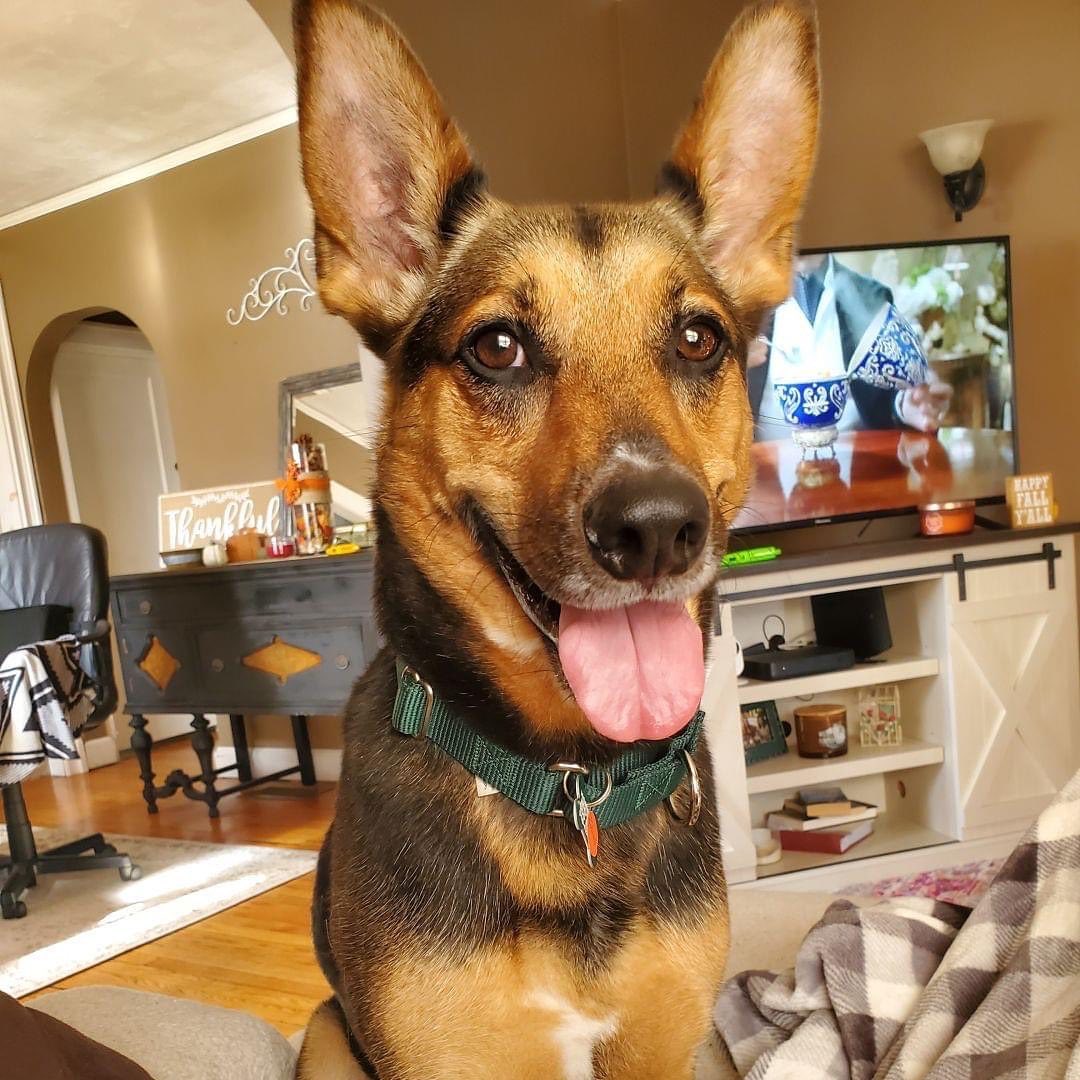 Hi! I'm Zeus and I am a male Shepherd mix, 5 years old and 35 lb. I'm a Cali Native, an am carefree, easy-going as a stereotypical Californian! I enjoy playing outdoors but also am a huge lapdog who loves to snuggle! Sadly, my previous owner couldn't take care of me and my other fur pals so they surrendered me to the shelter along with the other dogs. I am very curious about small animals but am great with other dogs and people. I would say I am a No Cat guy. My foster mom says I'm a big-eared sweetheart.

<a target='_blank' href='https://www.instagram.com/explore/tags/adoptadog/'>#adoptadog</a> <a target='_blank' href='https://www.instagram.com/explore/tags/adoptapuppy/'>#adoptapuppy</a> <a target='_blank' href='https://www.instagram.com/explore/tags/adoptaseniordog/'>#adoptaseniordog</a> <a target='_blank' href='https://www.instagram.com/explore/tags/adoptasenior/'>#adoptasenior</a> <a target='_blank' href='https://www.instagram.com/explore/tags/puppy/'>#puppy</a> <a target='_blank' href='https://www.instagram.com/explore/tags/puppies/'>#puppies</a> <a target='_blank' href='https://www.instagram.com/explore/tags/puppyforadoption/'>#puppyforadoption</a> <a target='_blank' href='https://www.instagram.com/explore/tags/puppiesforadoption/'>#puppiesforadoption</a> <a target='_blank' href='https://www.instagram.com/explore/tags/terrier/'>#terrier</a> <a target='_blank' href='https://www.instagram.com/explore/tags/dachshund/'>#dachshund</a> <a target='_blank' href='https://www.instagram.com/explore/tags/dogsofinstagram/'>#dogsofinstagram</a> <a target='_blank' href='https://www.instagram.com/explore/tags/shepherdmix/'>#shepherdmix</a> <a target='_blank' href='https://www.instagram.com/explore/tags/labsofinstagram/'>#labsofinstagram</a> <a target='_blank' href='https://www.instagram.com/explore/tags/labradorretriever/'>#labradorretriever</a> <a target='_blank' href='https://www.instagram.com/explore/tags/pittiesofinstagram/'>#pittiesofinstagram</a>  <a target='_blank' href='https://www.instagram.com/explore/tags/greatpyrenees/'>#greatpyrenees</a> <a target='_blank' href='https://www.instagram.com/explore/tags/germanpointer/'>#germanpointer</a> <a target='_blank' href='https://www.instagram.com/explore/tags/labradorretriever/'>#labradorretriever</a> <a target='_blank' href='https://www.instagram.com/explore/tags/puppiesofinsta/'>#puppiesofinsta</a> <a target='_blank' href='https://www.instagram.com/explore/tags/adoptionjourney/'>#adoptionjourney</a> <a target='_blank' href='https://www.instagram.com/explore/tags/adoptionstory/'>#adoptionstory</a> <a target='_blank' href='https://www.instagram.com/explore/tags/adoptionstories/'>#adoptionstories</a> <a target='_blank' href='https://www.instagram.com/explore/tags/adoptadog/'>#adoptadog</a> <a target='_blank' href='https://www.instagram.com/explore/tags/husky/'>#husky</a> <a target='_blank' href='https://www.instagram.com/explore/tags/huskies/'>#huskies</a> <a target='_blank' href='https://www.instagram.com/explore/tags/huskiesofinstagram/'>#huskiesofinstagram</a> <a target='_blank' href='https://www.instagram.com/explore/tags/huskieshere/'>#huskieshere</a> <a target='_blank' href='https://www.instagram.com/explore/tags/huskiemix/'>#huskiemix</a> <a target='_blank' href='https://www.instagram.com/explore/tags/jackrussellterrier/'>#jackrussellterrier</a> <a target='_blank' href='https://www.instagram.com/explore/tags/chihuahuasofinstagram/'>#chihuahuasofinstagram</a>