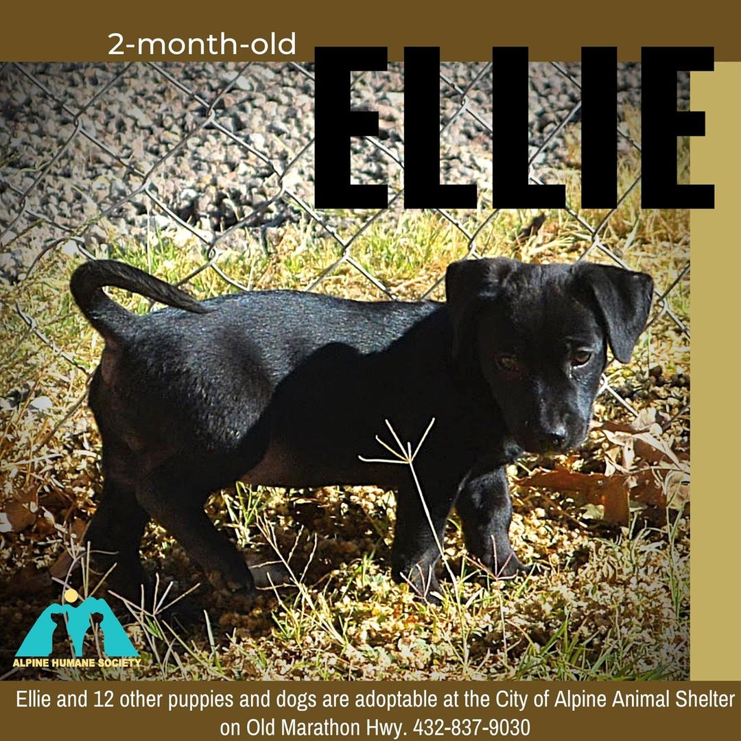 Sweet and fun little ELLIE is the youngest of the dogs and puppies currently available to adopt at the City of Alpine's Animal Shelter on Old Marathon Highway.  Come and pay a visit to her, the seven tan 4-month-olds (larger breed than Ellie), 10-month-old Diablo, yearlings Ivie and Rex, or our currently oldest, 2-year-old Maenita.  The shelter is following smart covid protocols and all visitors need to call ahead to make an appointment for now.  432-837-9030