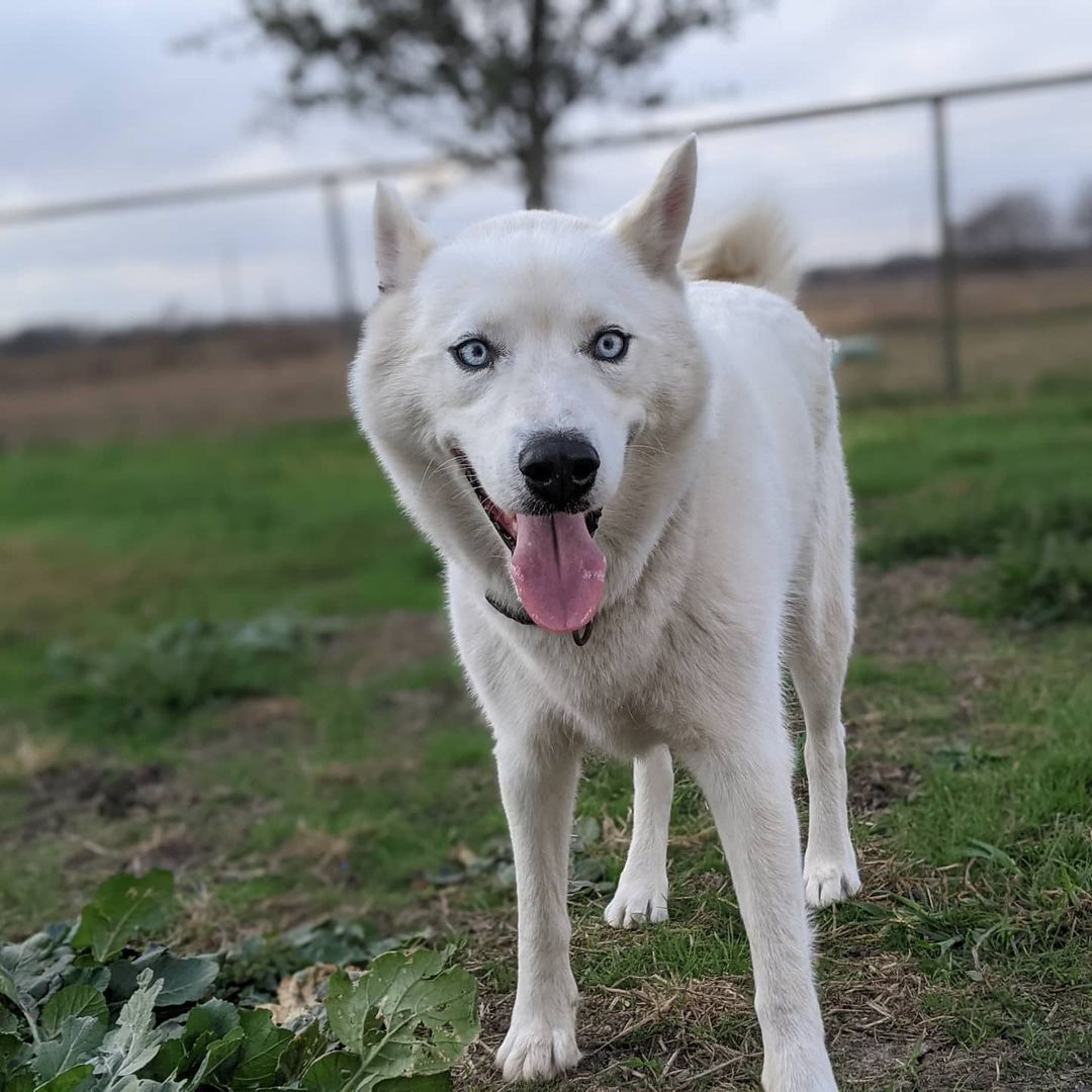 Welcome to rescue Blizzard! <a target='_blank' href='https://www.instagram.com/explore/tags/huskiesofIG/'>#huskiesofIG</a> <a target='_blank' href='https://www.instagram.com/explore/tags/rescuedog/'>#rescuedog</a> <a target='_blank' href='https://www.instagram.com/explore/tags/rescueme/'>#rescueme</a>