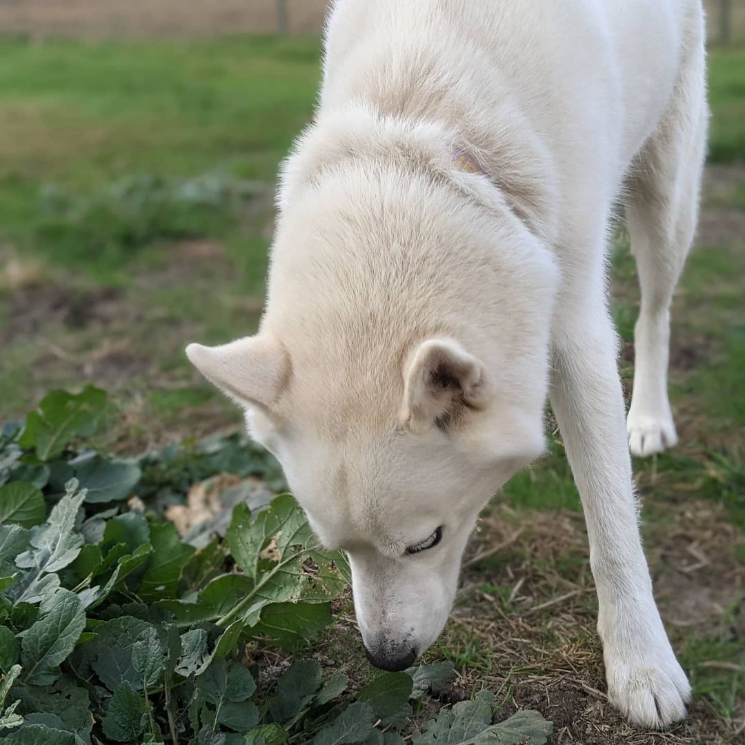 Welcome to rescue Blizzard! <a target='_blank' href='https://www.instagram.com/explore/tags/huskiesofIG/'>#huskiesofIG</a> <a target='_blank' href='https://www.instagram.com/explore/tags/rescuedog/'>#rescuedog</a> <a target='_blank' href='https://www.instagram.com/explore/tags/rescueme/'>#rescueme</a>