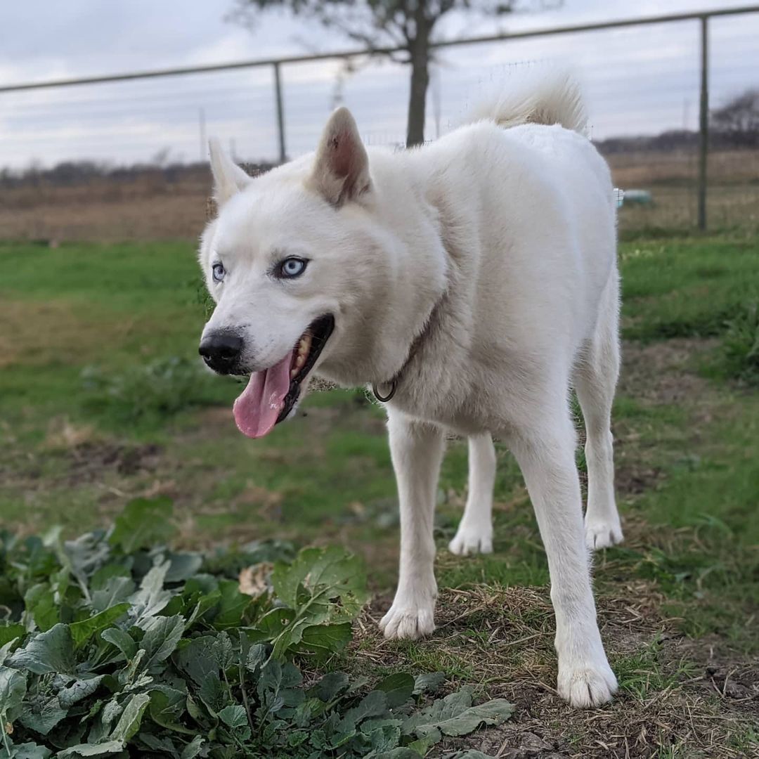 Welcome to rescue Blizzard! <a target='_blank' href='https://www.instagram.com/explore/tags/huskiesofIG/'>#huskiesofIG</a> <a target='_blank' href='https://www.instagram.com/explore/tags/rescuedog/'>#rescuedog</a> <a target='_blank' href='https://www.instagram.com/explore/tags/rescueme/'>#rescueme</a>