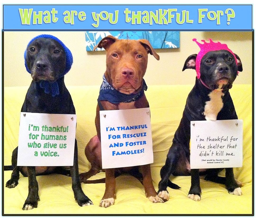 We're Thankful for all of You! Without your support we couldn't do what we do. Thank you for your donations, your comments, sharing our posts, sending us well wishes, giving encouragement year round. From all of us here at Forget Me Not Animal Rescue - Thank You for giving us the opportunity to make a difference in the lives of cats and dogs in need 🐾💖🐾💖