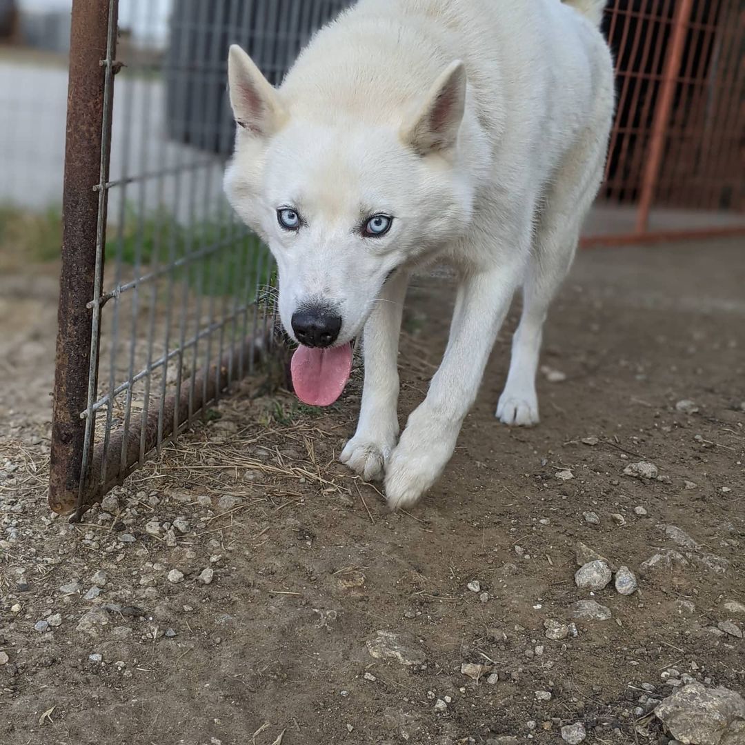 Welcome to rescue Blizzard! <a target='_blank' href='https://www.instagram.com/explore/tags/huskiesofIG/'>#huskiesofIG</a> <a target='_blank' href='https://www.instagram.com/explore/tags/rescuedog/'>#rescuedog</a> <a target='_blank' href='https://www.instagram.com/explore/tags/rescueme/'>#rescueme</a>