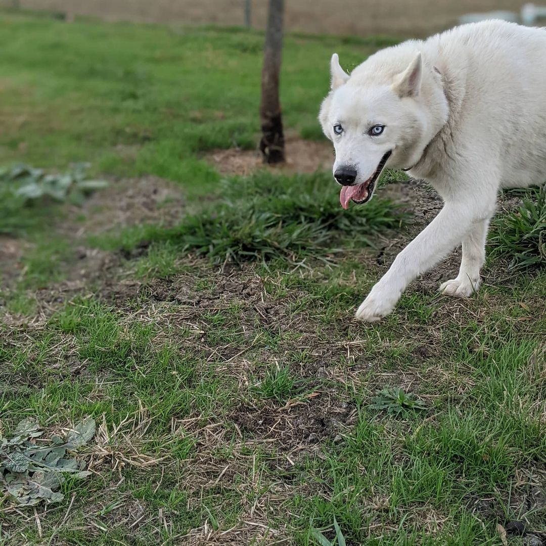 Welcome to rescue Blizzard! <a target='_blank' href='https://www.instagram.com/explore/tags/huskiesofIG/'>#huskiesofIG</a> <a target='_blank' href='https://www.instagram.com/explore/tags/rescuedog/'>#rescuedog</a> <a target='_blank' href='https://www.instagram.com/explore/tags/rescueme/'>#rescueme</a>