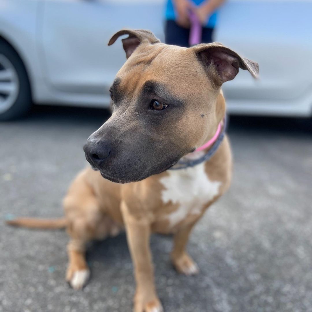 ADOPTED 
Gorgeous girl VERA!!
How stunning is this beautiful girl! Vera is here at SAS looking for her furever home🐾
•
•
•
<a target='_blank' href='https://www.instagram.com/explore/tags/adoptdontshop/'>#adoptdontshop</a> <a target='_blank' href='https://www.instagram.com/explore/tags/adoptme/'>#adoptme</a> <a target='_blank' href='https://www.instagram.com/explore/tags/adopt/'>#adopt</a> <a target='_blank' href='https://www.instagram.com/explore/tags/dogsofinstagram/'>#dogsofinstagram</a> <a target='_blank' href='https://www.instagram.com/explore/tags/pitbullsofinstagram/'>#pitbullsofinstagram</a> <a target='_blank' href='https://www.instagram.com/explore/tags/hudsonvalley/'>#hudsonvalley</a> <a target='_blank' href='https://www.instagram.com/explore/tags/hudsonvalleyny/'>#hudsonvalleyny</a> <a target='_blank' href='https://www.instagram.com/explore/tags/saugertiesanimalshelter/'>#saugertiesanimalshelter</a> <a target='_blank' href='https://www.instagram.com/explore/tags/saugertiesny/'>#saugertiesny</a>