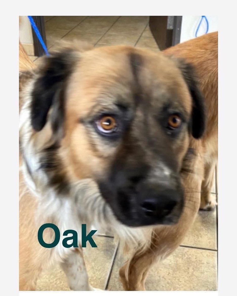 Fupi Dog of the Day. 

Oak is a male Shepherd mix, 3 years old and 75 lbs.  He is a sweet boy who gets along with people and other dogs, though he can be possessive of his toys.  We aren’t sure about cats.  He is house trained.  Children 10 and over please.

Adoption fee $225.00

If interested, please complete an application at:

https://forecloseduponpets.org/dog-adoption-application/