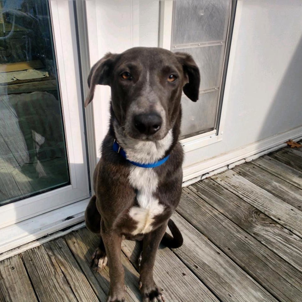 Hello, my name is Gracie and I am a female Whippet (?) mix, about 1 year old and around 30 lb. I am good with other dogs, kids and cats. I love playing in the kiddy pool. I do have some separation anxiety so a home where someone is around would be good. I would LOVE a home with kids and another dog to play with.
.
.
.
.

<a target='_blank' href='https://www.instagram.com/explore/tags/adoptadog/'>#adoptadog</a> <a target='_blank' href='https://www.instagram.com/explore/tags/adoptapuppy/'>#adoptapuppy</a> <a target='_blank' href='https://www.instagram.com/explore/tags/adoptaseniordog/'>#adoptaseniordog</a> <a target='_blank' href='https://www.instagram.com/explore/tags/adoptasenior/'>#adoptasenior</a> <a target='_blank' href='https://www.instagram.com/explore/tags/puppy/'>#puppy</a> <a target='_blank' href='https://www.instagram.com/explore/tags/puppies/'>#puppies</a> <a target='_blank' href='https://www.instagram.com/explore/tags/puppyforadoption/'>#puppyforadoption</a> <a target='_blank' href='https://www.instagram.com/explore/tags/puppiesforadoption/'>#puppiesforadoption</a> <a target='_blank' href='https://www.instagram.com/explore/tags/terrier/'>#terrier</a> <a target='_blank' href='https://www.instagram.com/explore/tags/dachshund/'>#dachshund</a> <a target='_blank' href='https://www.instagram.com/explore/tags/dogsofinstagram/'>#dogsofinstagram</a> <a target='_blank' href='https://www.instagram.com/explore/tags/shepherdmix/'>#shepherdmix</a> <a target='_blank' href='https://www.instagram.com/explore/tags/labsofinstagram/'>#labsofinstagram</a> <a target='_blank' href='https://www.instagram.com/explore/tags/labradorretriever/'>#labradorretriever</a> <a target='_blank' href='https://www.instagram.com/explore/tags/pittiesofinstagram/'>#pittiesofinstagram</a>  <a target='_blank' href='https://www.instagram.com/explore/tags/greatpyrenees/'>#greatpyrenees</a> <a target='_blank' href='https://www.instagram.com/explore/tags/germanpointer/'>#germanpointer</a> <a target='_blank' href='https://www.instagram.com/explore/tags/labradorretriever/'>#labradorretriever</a> <a target='_blank' href='https://www.instagram.com/explore/tags/puppiesofinsta/'>#puppiesofinsta</a> <a target='_blank' href='https://www.instagram.com/explore/tags/adoptionjourney/'>#adoptionjourney</a> <a target='_blank' href='https://www.instagram.com/explore/tags/adoptionstory/'>#adoptionstory</a> <a target='_blank' href='https://www.instagram.com/explore/tags/adoptionstories/'>#adoptionstories</a> <a target='_blank' href='https://www.instagram.com/explore/tags/adoptadog/'>#adoptadog</a> <a target='_blank' href='https://www.instagram.com/explore/tags/husky/'>#husky</a> <a target='_blank' href='https://www.instagram.com/explore/tags/huskies/'>#huskies</a> <a target='_blank' href='https://www.instagram.com/explore/tags/huskiesofinstagram/'>#huskiesofinstagram</a> <a target='_blank' href='https://www.instagram.com/explore/tags/huskieshere/'>#huskieshere</a> <a target='_blank' href='https://www.instagram.com/explore/tags/huskiemix/'>#huskiemix</a> <a target='_blank' href='https://www.instagram.com/explore/tags/jackrussellterrier/'>#jackrussellterrier</a> <a target='_blank' href='https://www.instagram.com/explore/tags/chihuahuasofinstagram/'>#chihuahuasofinstagram</a>