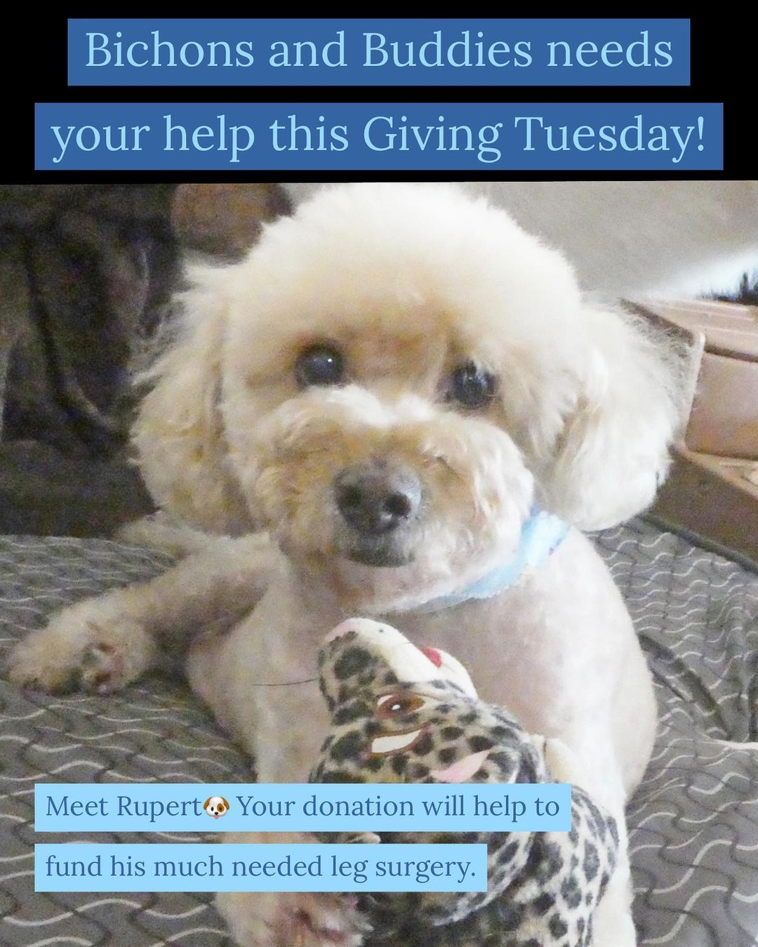 Since <a target='_blank' href='https://www.instagram.com/explore/tags/givingtuesday/'>#givingtuesday</a> is December 1st,

🌼Slide 1 highlights Rupert, a 9 year old poodle who is in need of leg surgery. This much needed surgery will help him to walk again. 

Help Rupert by donating now!⬇️ 

~Venmo: @jeanine-curcione-1
~PayPal: jeanine@bichonsandbuddies.com

🌼Slide 2 highlights two of our many medical success stories thanks to your donations! Tucker and Peanut are now fully recovered and are living their best lives!

<a target='_blank' href='https://www.instagram.com/explore/tags/bichonsandbuddies/'>#bichonsandbuddies</a> <a target='_blank' href='https://www.instagram.com/explore/tags/givingtuesday/'>#givingtuesday</a> <a target='_blank' href='https://www.instagram.com/explore/tags/donate/'>#donate</a> <a target='_blank' href='https://www.instagram.com/explore/tags/adoptdontshop/'>#adoptdontshop</a>