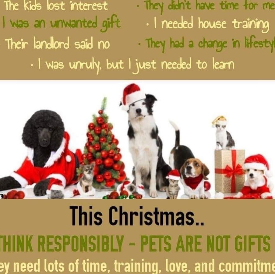 Never Gift Animals. They need to be a responsible decision made by the future owners, who plan to commit and adopt them for LIFE.