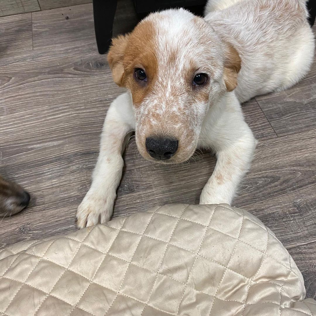 We have over 20 puppies available at our shelter, with open adoptions all weekend! Bring home your new best friend in time for the holidays! 
Please call ahead or email for more info, some of these puppies pictured are available from foster homes.