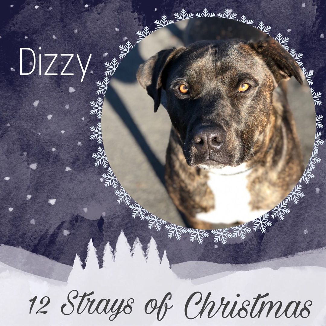 We kicked off our 12 strays of Christmas 🙂 keep an eye out for daily posts for more info on posted dogs please visit petfinder.com 🙂