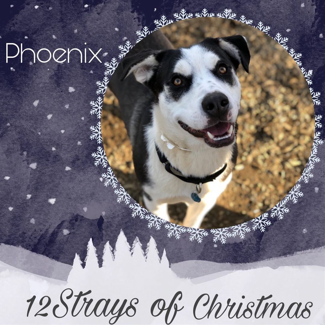 We kicked off our 12 strays of Christmas 🙂 keep an eye out for daily posts for more info on posted dogs please visit petfinder.com 🙂