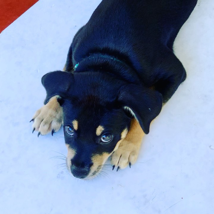 This is a 10 week old pup rescued in Rincon Puerto Rico who will be up for adoption soon! She’s so sweet!