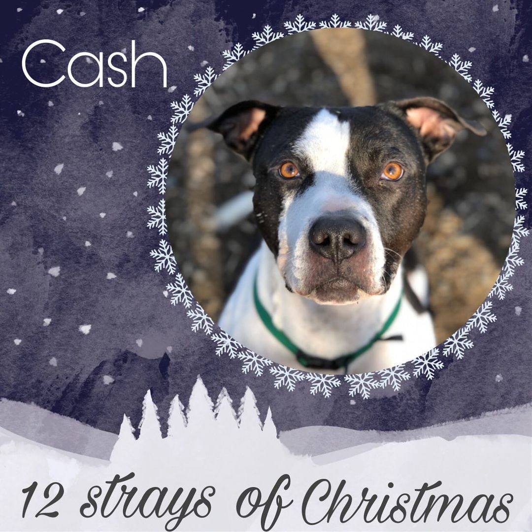 We kicked off our 12 strays of Christmas 🙂 keep an eye out for daily posts for more info on posted dogs please visit petfinder.com 🙂