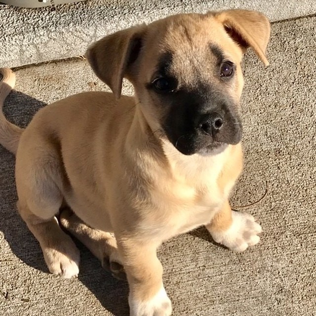 We have over 20 puppies available at our shelter, with open adoptions all weekend! Bring home your new best friend in time for the holidays! 
Please call ahead or email for more info, some of these puppies pictured are available from foster homes.