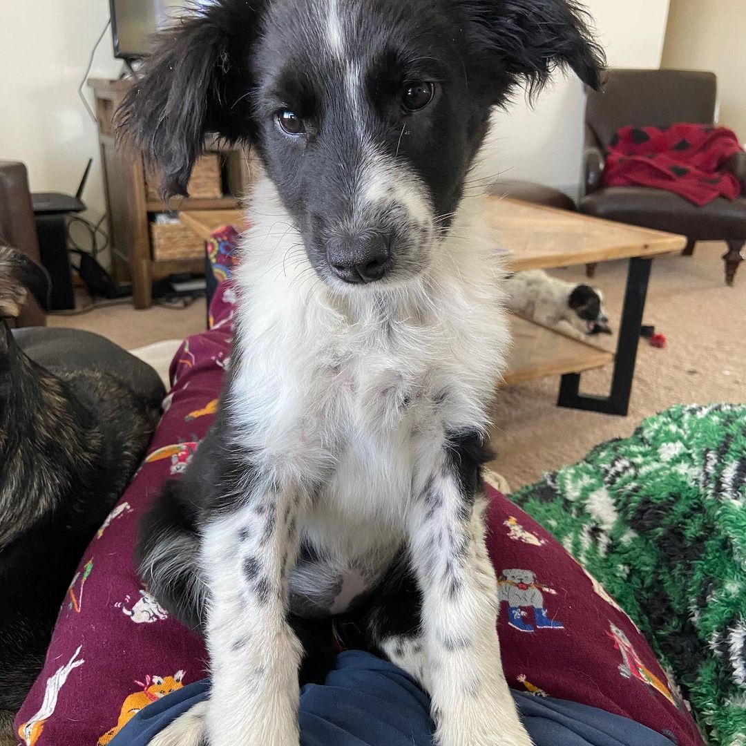 We have over 20 puppies available at our shelter, with open adoptions all weekend! Bring home your new best friend in time for the holidays! 
Please call ahead or email for more info, some of these puppies pictured are available from foster homes.