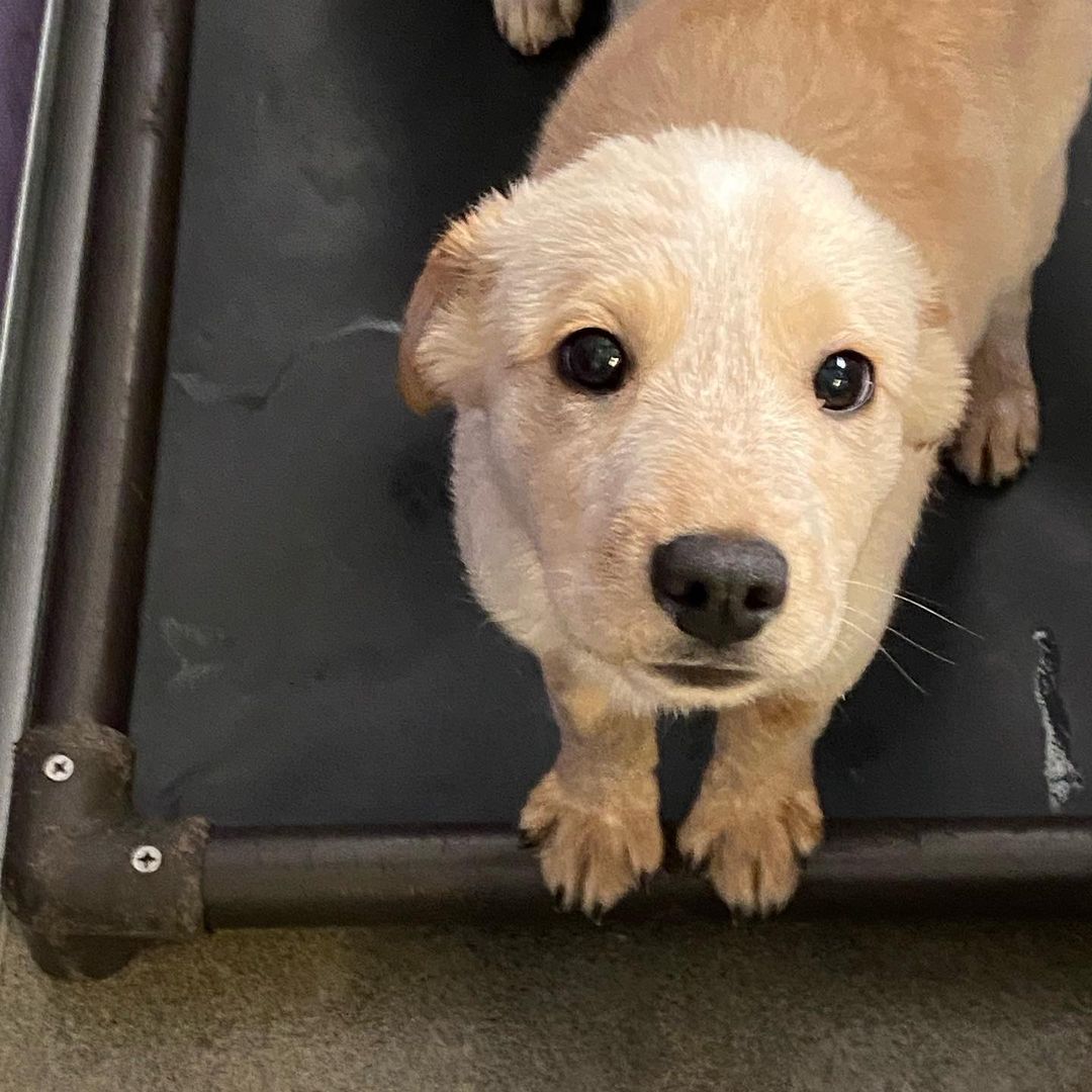 We have over 20 puppies available at our shelter, with open adoptions all weekend! Bring home your new best friend in time for the holidays! 
Please call ahead or email for more info, some of these puppies pictured are available from foster homes.