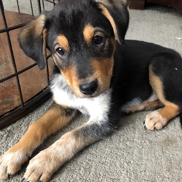 We have over 20 puppies available at our shelter, with open adoptions all weekend! Bring home your new best friend in time for the holidays! 
Please call ahead or email for more info, some of these puppies pictured are available from foster homes.