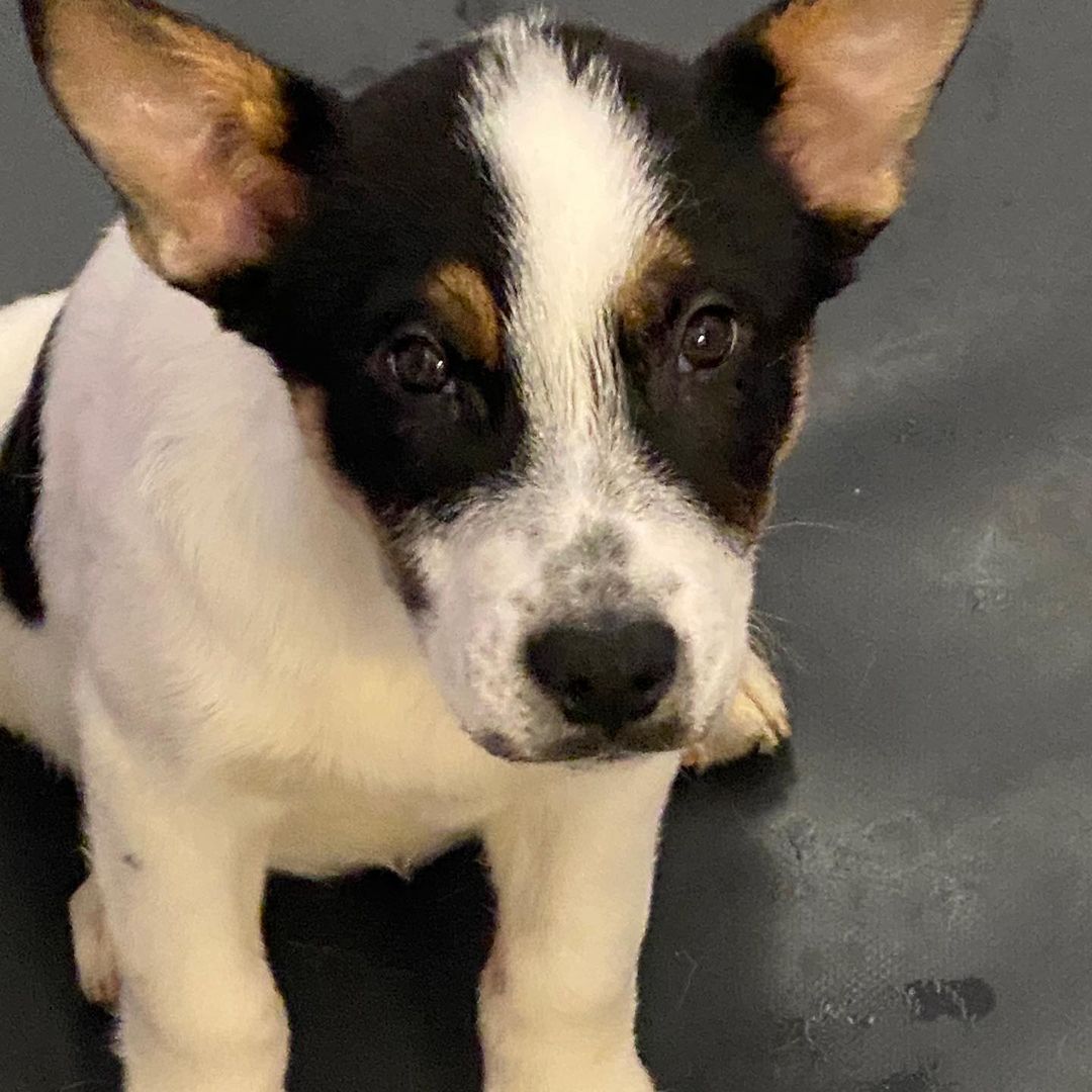 We have over 20 puppies available at our shelter, with open adoptions all weekend! Bring home your new best friend in time for the holidays! 
Please call ahead or email for more info, some of these puppies pictured are available from foster homes.