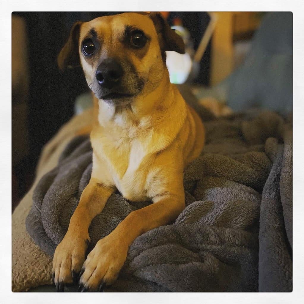 Reggie

Reggie is a 2 yr old rat terrier/dachshund mix. He is UTD, heart worm negative, micro chipped and weighs 18 lbs

Reggie is a little shy and will take some time to get comfortable in a new environment. Once he does , he will be your biggest cuddle bug! He is happiest when he is cozy on the sofa with his human with a fuzzy blanket.
He absolutely loves bedtime. He waits for his foster dad to get comfortable in bed, then he will pick his spot under the covers.  Reggie is a true gentleman.
He doesn't sleep all the time, he has his playful moments also.
 
He is good with dogs and cats.  Walks well on a leash.  He is a very loyal boy to his human. 
Anyone would be lucky to get this sweetheart.  Reggie would love to find his furever home for Christmas.

Reggie is in a foster home in Lafayette, La. with Safe Haven Animal RescuE

To apply to adopt Reggie fill out adoption application below

https://petstablished.com/adoption_form/16748/generic

<a target='_blank' href='https://www.instagram.com/explore/tags/safehavenanimalrescue/'>#safehavenanimalrescue</a> 
<a target='_blank' href='https://www.instagram.com/explore/tags/adoptreggie/'>#adoptreggie</a>
<a target='_blank' href='https://www.instagram.com/explore/tags/rescuedogsrock/'>#rescuedogsrock</a> 
<a target='_blank' href='https://www.instagram.com/explore/tags/adoptdontshop/'>#adoptdontshop</a>