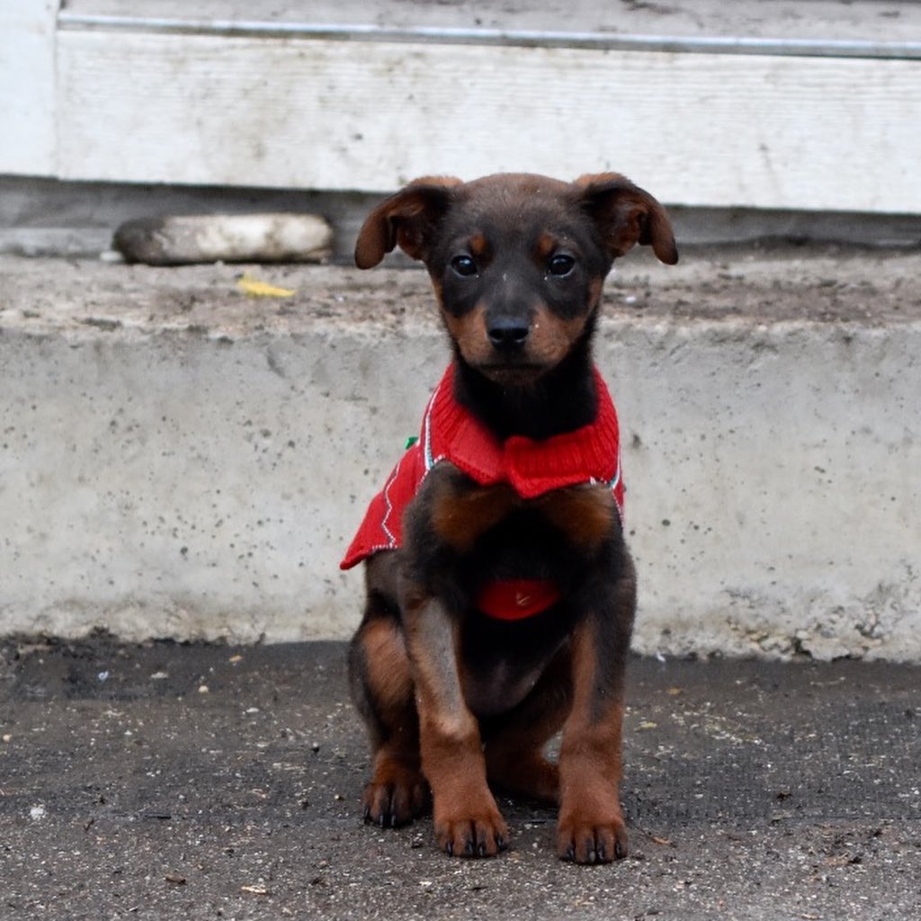 We have over 20 puppies available at our shelter, with open adoptions all weekend! Bring home your new best friend in time for the holidays! 
Please call ahead or email for more info, some of these puppies pictured are available from foster homes.