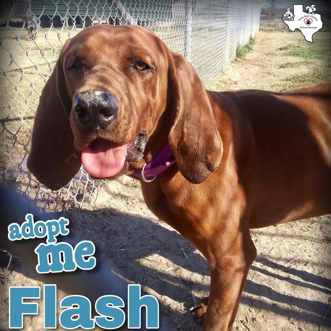 Help us welcome Flash, a one year old hound to the Rescue. He will undergo get his vaccinations and will be ready for adoption @tbcanimalrescue <a target='_blank' href='https://www.instagram.com/explore/tags/adoptdontshop/'>#adoptdontshop</a> <a target='_blank' href='https://www.instagram.com/explore/tags/rescuedogs/'>#rescuedogs</a>