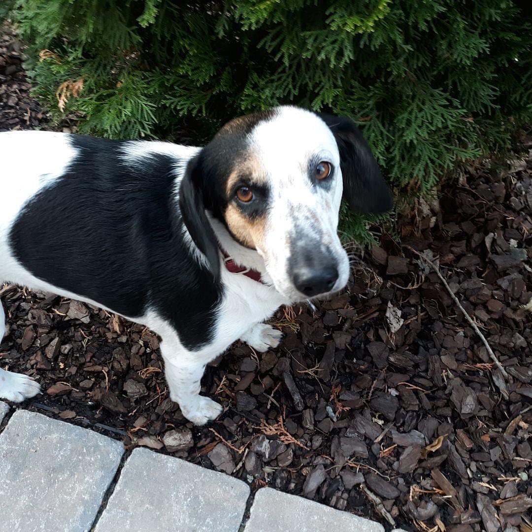 I am Spot, a female Beagle mix, 3 years old and 25 lb. My markings look like those of a Blue Heeler, maybe. I am definitely a mystery mix but as you can see, I am a beauty!

I came from a hoarding situation and was brought in with Tandy and Buttons. I am shy and will belly crawl to you for love, but I am sweet and eager to please. I am very confused and afraid right now, but I do like to be petted. Once you gain my trust, I will do a lot of happy tail thumping. Oh, and I LOVE belly rubs.

I am great with other dogs. I am learning how to potty outside and walk on a leash. I am not happy being in the crate but I love to curl up quietly in bed with my pack. I sleep through the night so I'm no trouble at all. I need someone with patience who can let me come out of my shell at my own pace. I am a good girl but I do have a lot of energy and would definitely need a fenced yard.

<a target='_blank' href='https://www.instagram.com/explore/tags/adoptadog/'>#adoptadog</a> <a target='_blank' href='https://www.instagram.com/explore/tags/adoptapuppy/'>#adoptapuppy</a> <a target='_blank' href='https://www.instagram.com/explore/tags/adoptaseniordog/'>#adoptaseniordog</a> <a target='_blank' href='https://www.instagram.com/explore/tags/adoptasenior/'>#adoptasenior</a> <a target='_blank' href='https://www.instagram.com/explore/tags/puppy/'>#puppy</a> <a target='_blank' href='https://www.instagram.com/explore/tags/puppies/'>#puppies</a> <a target='_blank' href='https://www.instagram.com/explore/tags/puppyforadoption/'>#puppyforadoption</a> <a target='_blank' href='https://www.instagram.com/explore/tags/puppiesforadoption/'>#puppiesforadoption</a> <a target='_blank' href='https://www.instagram.com/explore/tags/terrier/'>#terrier</a> <a target='_blank' href='https://www.instagram.com/explore/tags/dachshund/'>#dachshund</a> <a target='_blank' href='https://www.instagram.com/explore/tags/dogsofinstagram/'>#dogsofinstagram</a> <a target='_blank' href='https://www.instagram.com/explore/tags/shepherdmix/'>#shepherdmix</a> <a target='_blank' href='https://www.instagram.com/explore/tags/labsofinstagram/'>#labsofinstagram</a> <a target='_blank' href='https://www.instagram.com/explore/tags/labradorretriever/'>#labradorretriever</a> <a target='_blank' href='https://www.instagram.com/explore/tags/pittiesofinstagram/'>#pittiesofinstagram</a>  <a target='_blank' href='https://www.instagram.com/explore/tags/greatpyrenees/'>#greatpyrenees</a> <a target='_blank' href='https://www.instagram.com/explore/tags/germanpointer/'>#germanpointer</a> <a target='_blank' href='https://www.instagram.com/explore/tags/labradorretriever/'>#labradorretriever</a> <a target='_blank' href='https://www.instagram.com/explore/tags/puppiesofinsta/'>#puppiesofinsta</a> <a target='_blank' href='https://www.instagram.com/explore/tags/adoptionjourney/'>#adoptionjourney</a> <a target='_blank' href='https://www.instagram.com/explore/tags/adoptionstory/'>#adoptionstory</a> <a target='_blank' href='https://www.instagram.com/explore/tags/adoptionstories/'>#adoptionstories</a> <a target='_blank' href='https://www.instagram.com/explore/tags/adoptadog/'>#adoptadog</a> <a target='_blank' href='https://www.instagram.com/explore/tags/husky/'>#husky</a> <a target='_blank' href='https://www.instagram.com/explore/tags/huskies/'>#huskies</a> <a target='_blank' href='https://www.instagram.com/explore/tags/huskiesofinstagram/'>#huskiesofinstagram</a> <a target='_blank' href='https://www.instagram.com/explore/tags/huskieshere/'>#huskieshere</a> <a target='_blank' href='https://www.instagram.com/explore/tags/huskiemix/'>#huskiemix</a> <a target='_blank' href='https://www.instagram.com/explore/tags/jackrussellterrier/'>#jackrussellterrier</a> <a target='_blank' href='https://www.instagram.com/explore/tags/chihuahuasofinstagram/'>#chihuahuasofinstagram</a>