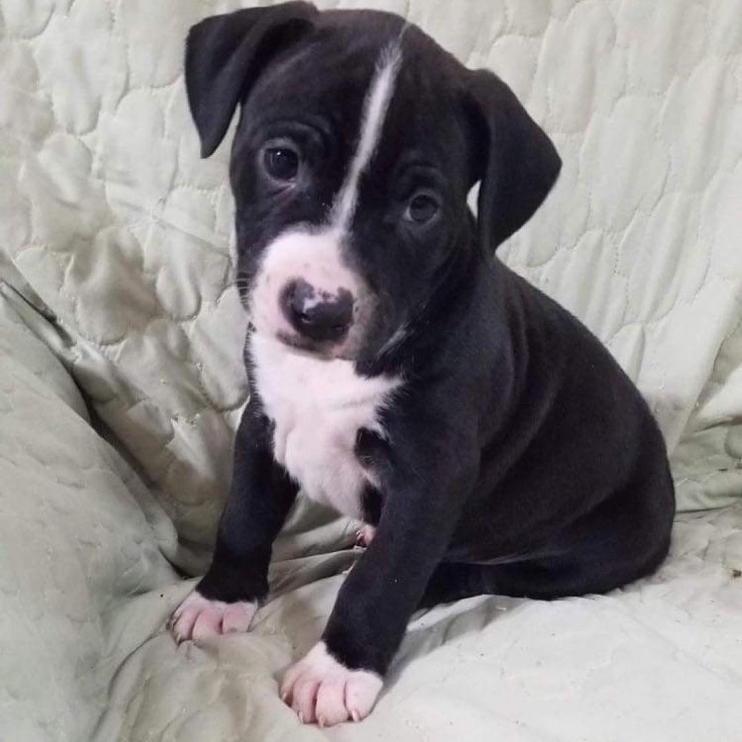 Are you looking for a new furry best friend? This sweet puppy is going to be up for adoption soon at the Central Florida Auto Show!

We are partnering with @subaru_usa to help local shelter dogs find loving homes. Please join us on December 18th, 19th, and 20th at the Central Florida Auto Show to take home a furry friend. Visit https://orlandoautoshow.com/ . for more information. <a target='_blank' href='https://www.instagram.com/explore/tags/SubaruLovesPets/'>#SubaruLovesPets</a>.