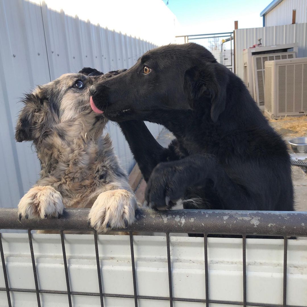 Lookin’ over the neighbor’s fence like...