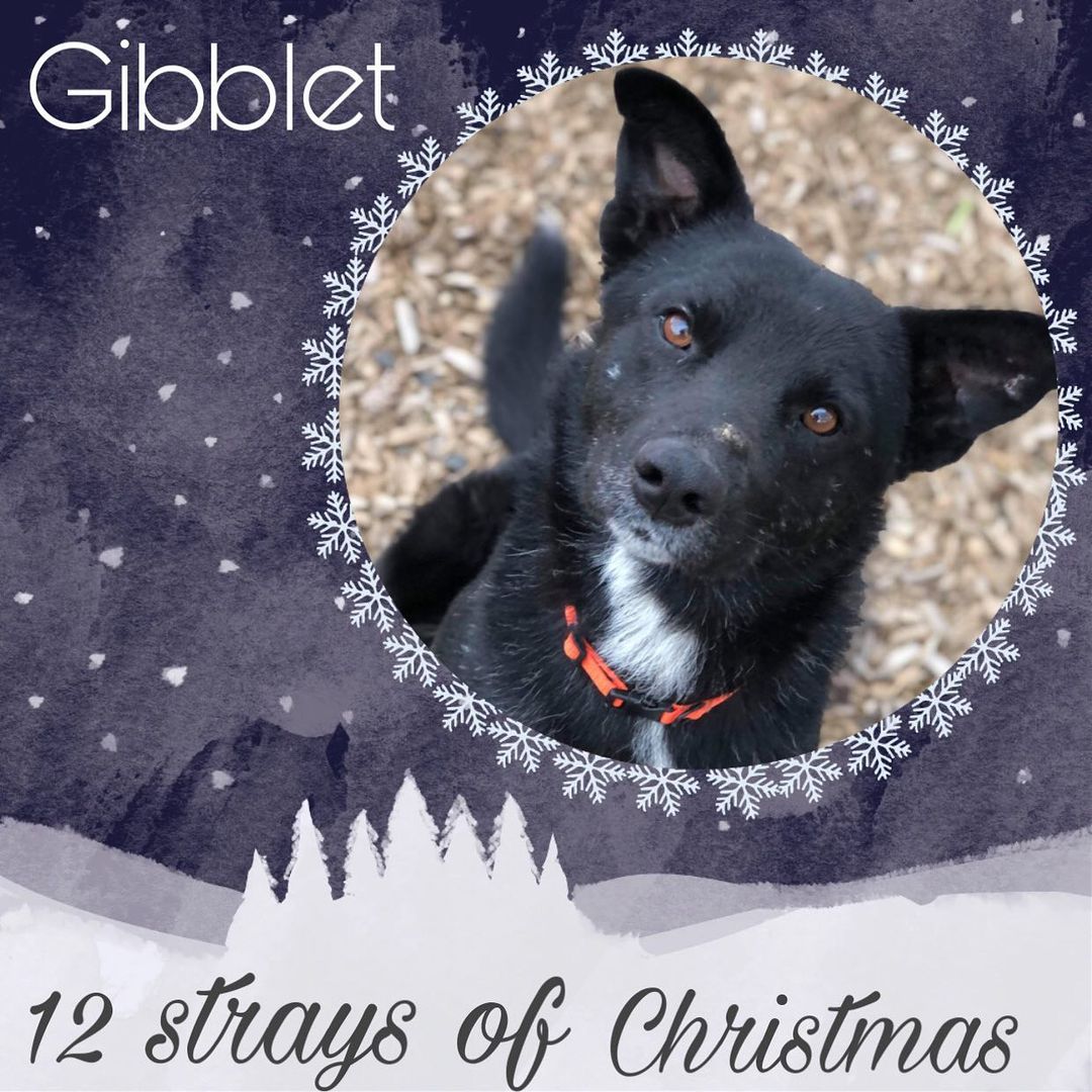 ****ADOPTIONS ARE BY APPOINTMENT ONLY WITH AN APPROVED ADOPTION APPLICATION**** http://homeatlasths.org/dog-adoption-application/****

Meet Gibblet! This sweet and silly boy is bound to put a smile on your face. Gibblet (gibby) and his brother Chutney (Chut) Were brought to HAL after showing up as strays on someone's property. They are attached at the hip and appear to be siblings. Gibblets brother is partially blind and relies on him to help him get to where he is going. We are hoping to find a loving home where they can go together. Gibblet is gentle, loving and patient with his brother. They really are the sweetest pair. The only thing we do have to do is feed them separately since chutney tends to wander.

His adoption fee is $175 this includes his neuter, up to date vaccines, a micro chipped free 30 day trial of pet health insurance, free vet visit within the first two weeks of adoption and free custom engraved ID tag.